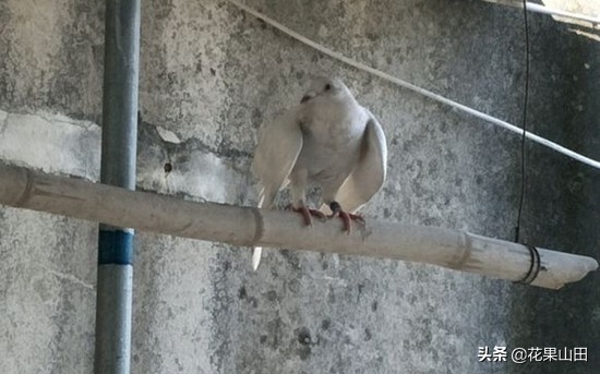 鸽子翅膀下垂闭眼没精神,鸽子头向前伸脖子翅膀下垂