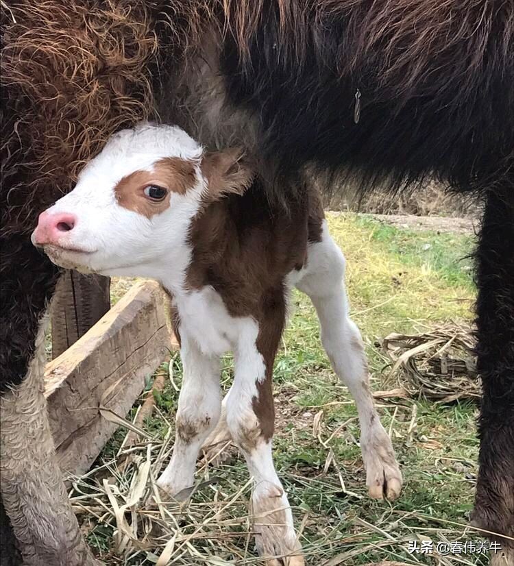 刚出生的小牛犊子喘怎么办,初生小牛犊喘怎么治疗用什么药