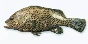 目前最顶级的海鲜鱼,世界上最顶级的海产鱼类