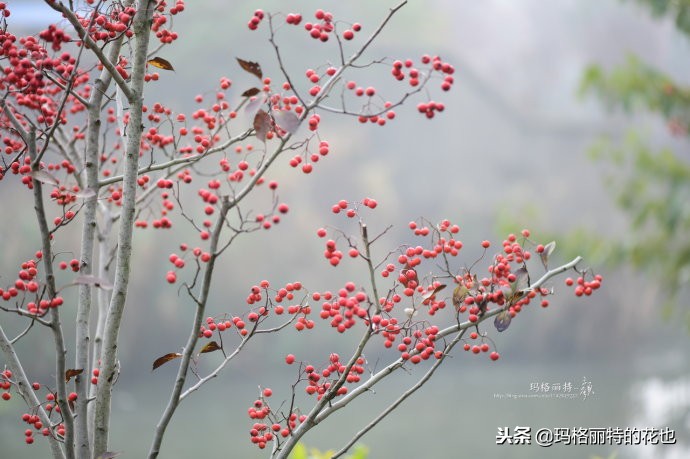 整个冬天都挂着的小红果，迷你山楂“冬果王”｜植物笔记
