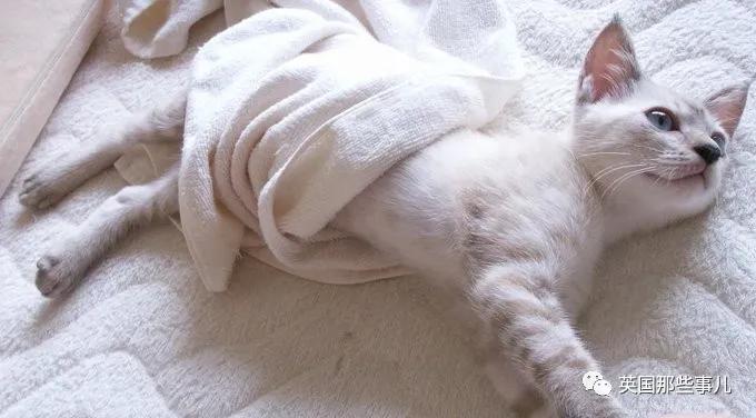 养暹罗猫会得什么病吗,养暹罗猫就像开盲盒