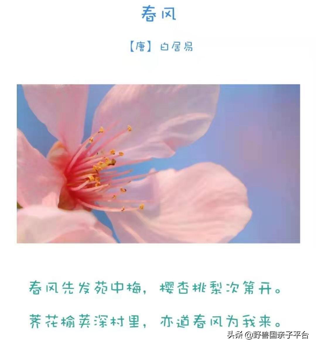 春天的花真的很美丽让人向往,春天的花也太美了