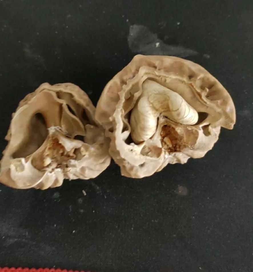 文玩核桃尾鳍开裂,文玩核桃为什么会开裂