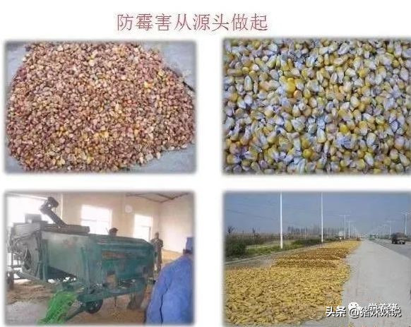 无抗养鸡前景如何,无抗养殖安全吗