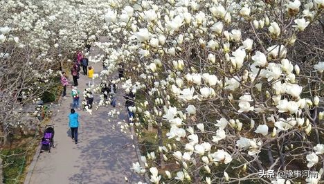 河南许昌樱花景点,许昌樱花最美的地方