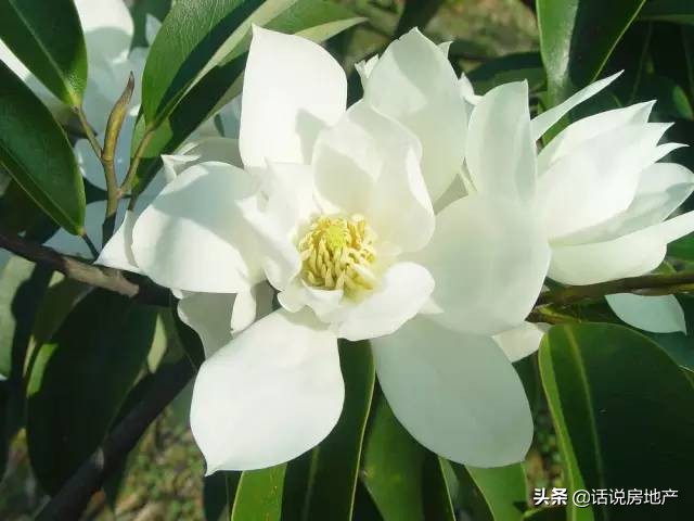 养好花六大关键十年养花经验总结,各种花卉养花技巧知识大全合集