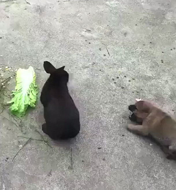 怎样才能养好兔子呢,如何才能养好兔子