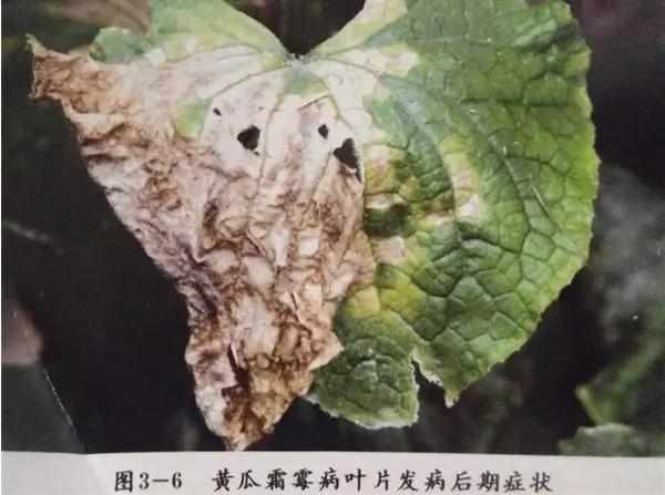 靶斑病,靶斑病能自己好吗