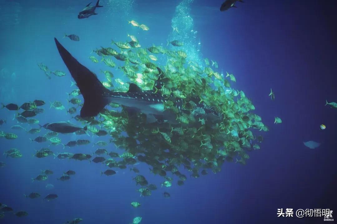 珠海也被称为百岛之城和浪漫之城,珠海魅力之城浪漫之都