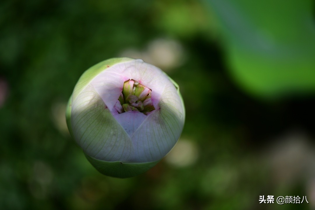 碗莲种藕生长到开花全过程,碗莲种植方法和时间图片
