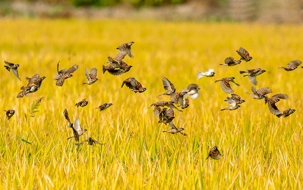 90后放弃城市打工回农村种果园,90后放弃百万收入