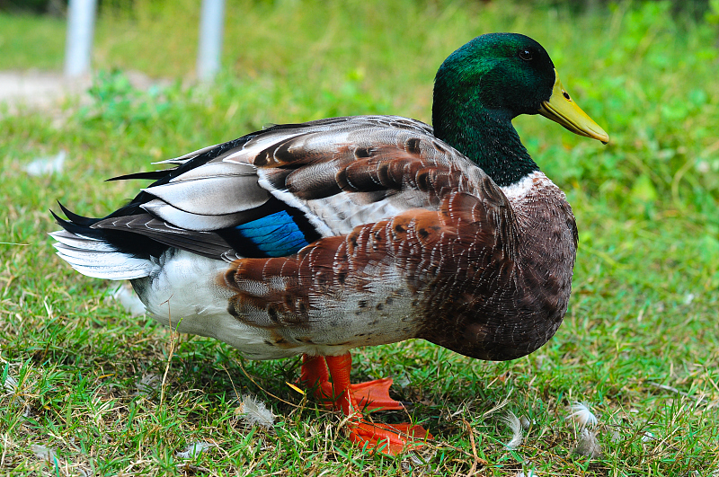 25天左右鸭瘫痪站不起来的原因,鸭瘫痪怎么办