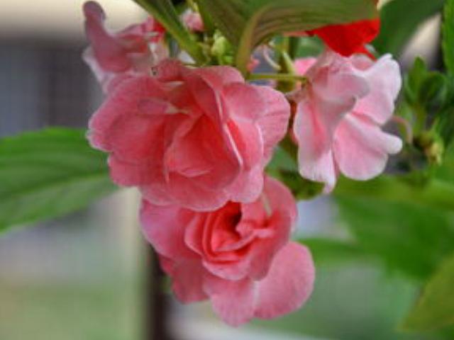 指甲油包红指甲,用老家常用的物品做指甲油