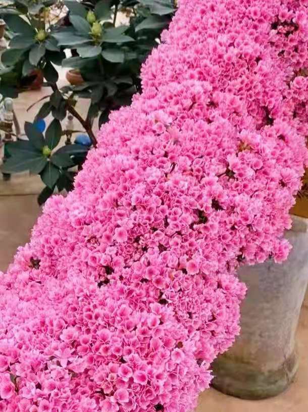 逛花市各种各样的花太漂亮了,逛花市漂亮的蝴蝶兰