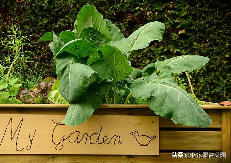 阳台种菜发芽后烂根,阳台种菜发芽后移植