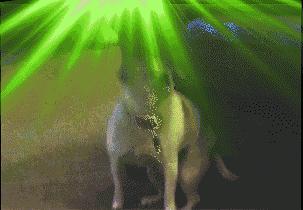 犬瘟病毒在室温下存活多久,狗狗感染犬瘟病毒症状