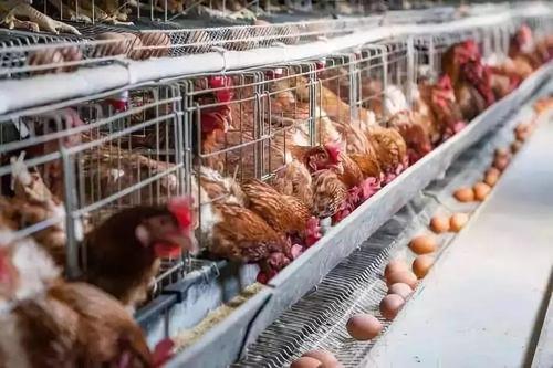 沙门氏杆菌家禽怎么预防,养殖场沙门氏菌预防方法