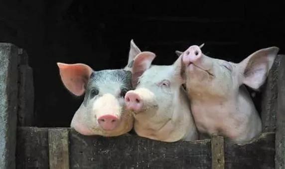 蓝耳病的免疫控制对策