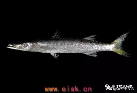 十种最受欢迎的海鱼,钓鱼人最爱的海鱼