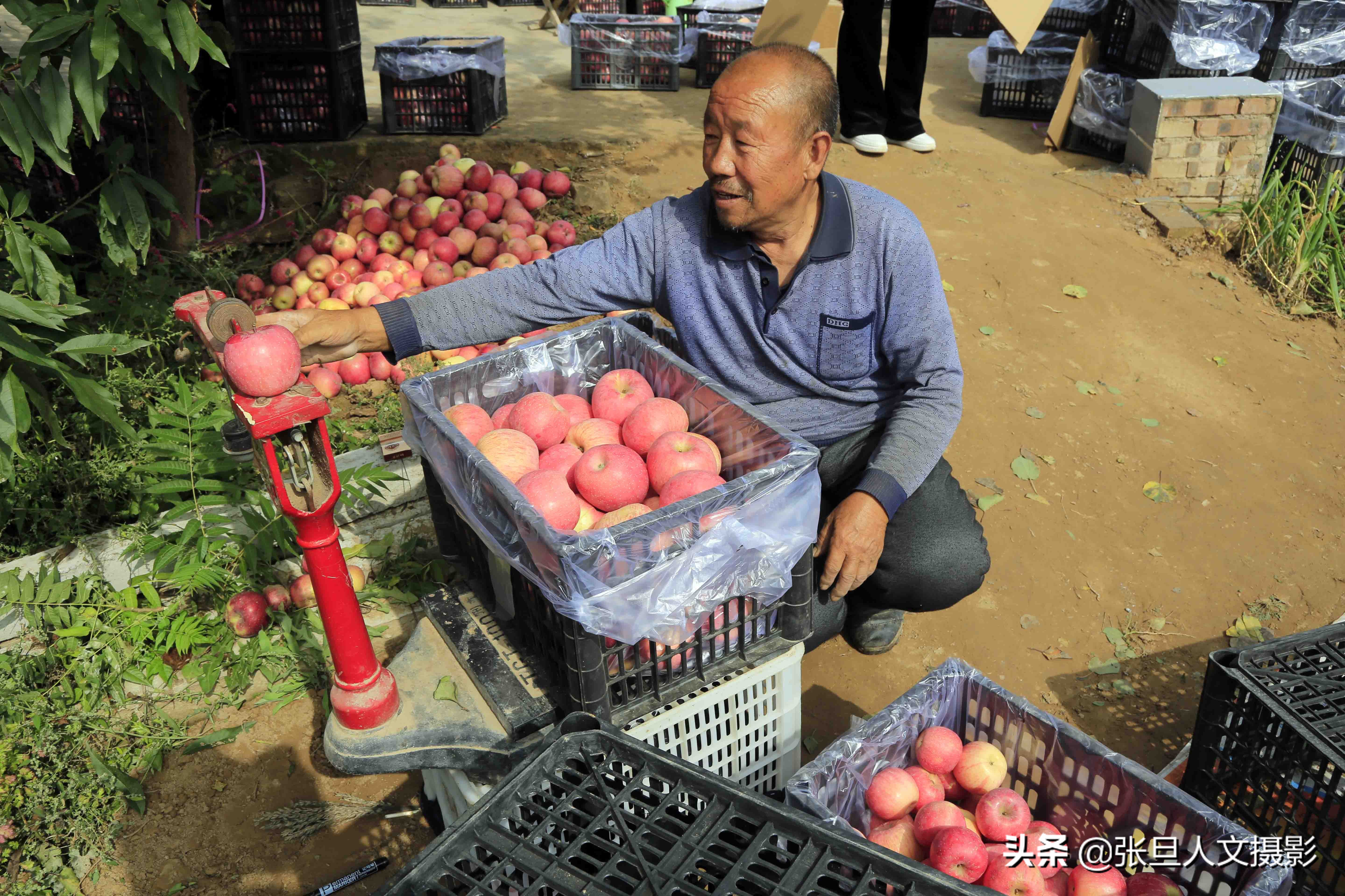 70岁老农民种植三亩果树,山西农村种植苹果致富典型