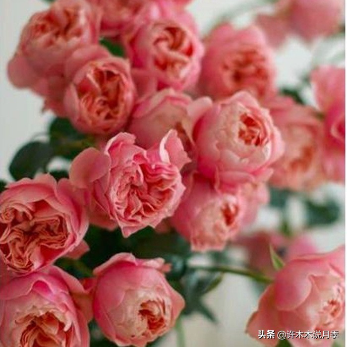 四季开花勤花月季,最好养最勤花的月季