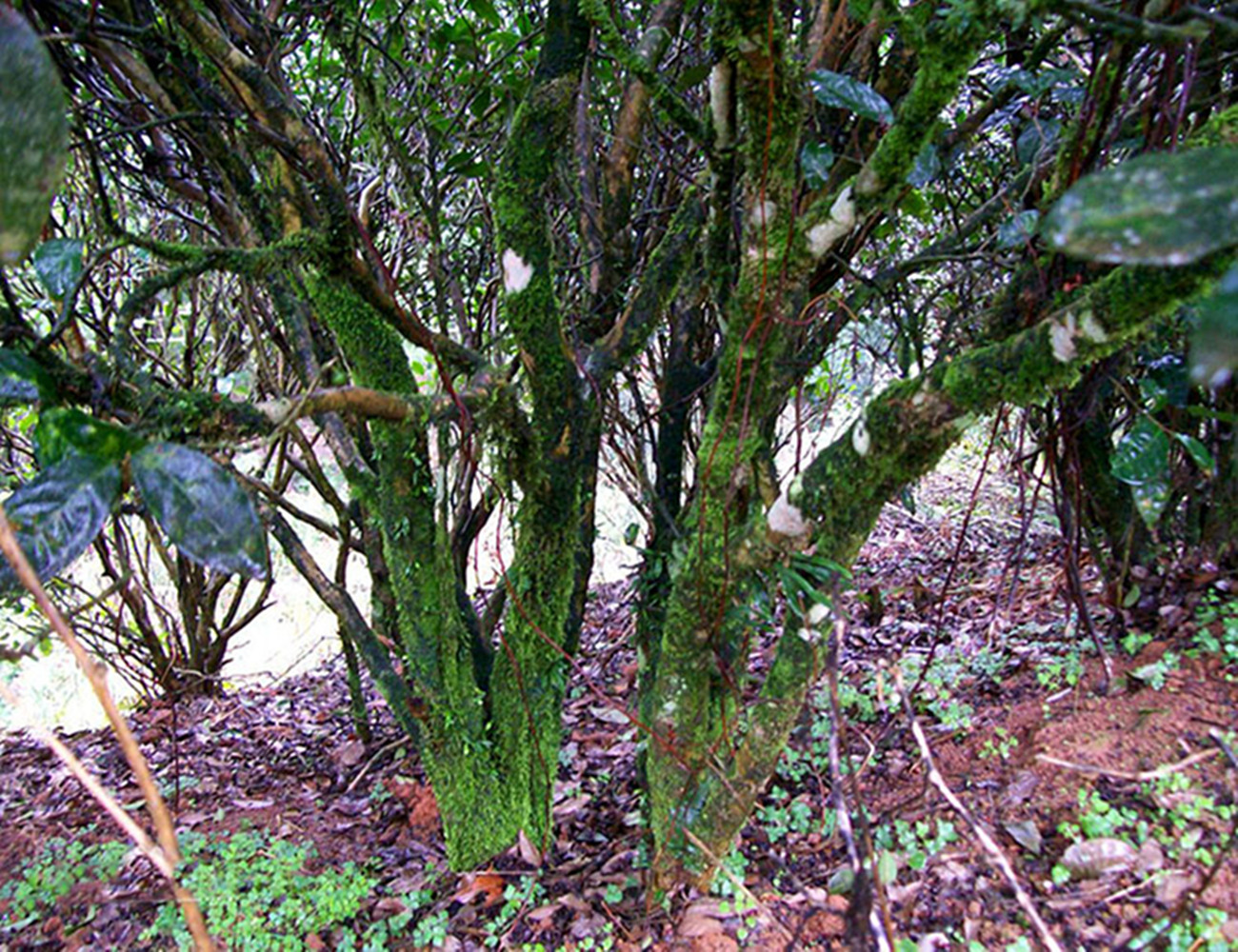 老枞水仙的枞味,老枞水仙茶是什么味道