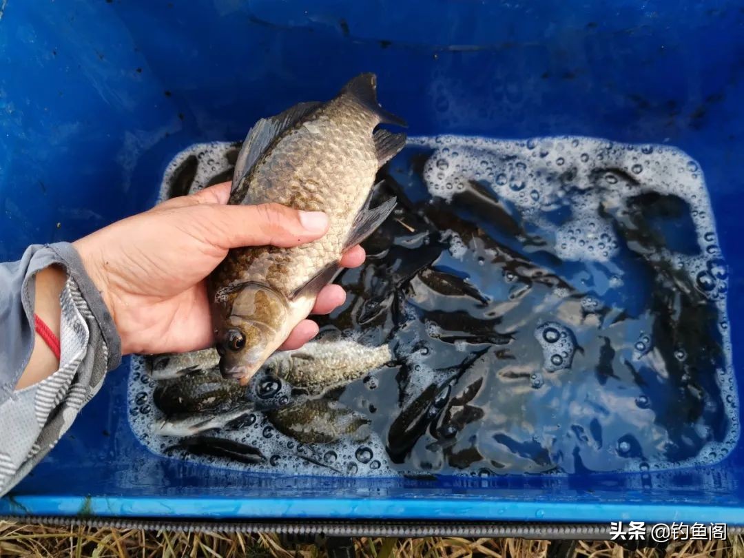 钓鱼中草药配方秘方,钓鱼最佳配方与技巧