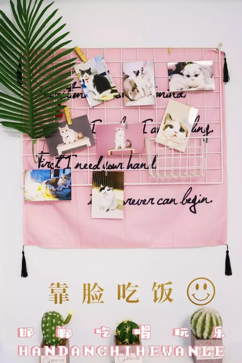 软萌暴击!邯郸这家高颜值猫咖上线,“吸猫”终于提上日程!
