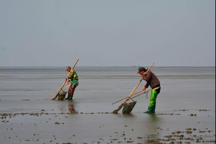赶海吃各种爆辣的海鲜,好嗨哟赶海抓海鲜