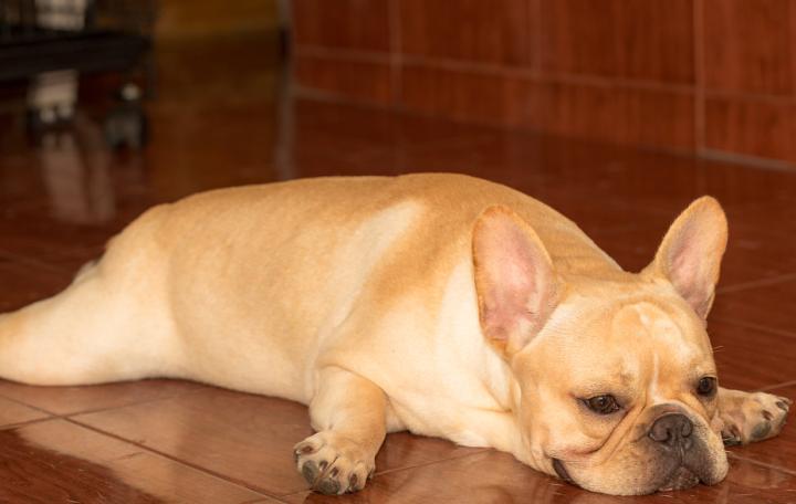 斗牛拉屎稀怎么回事,斗牛在窝里拉屎怎么办