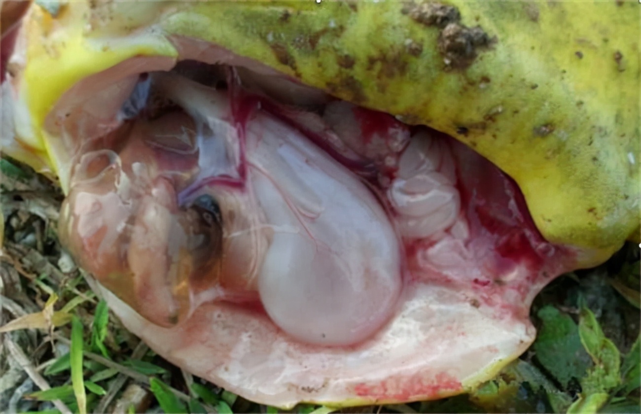 黄颡鱼现在鱼病怎样,养殖黄颡鱼怎样了解黄颡鱼得病呢