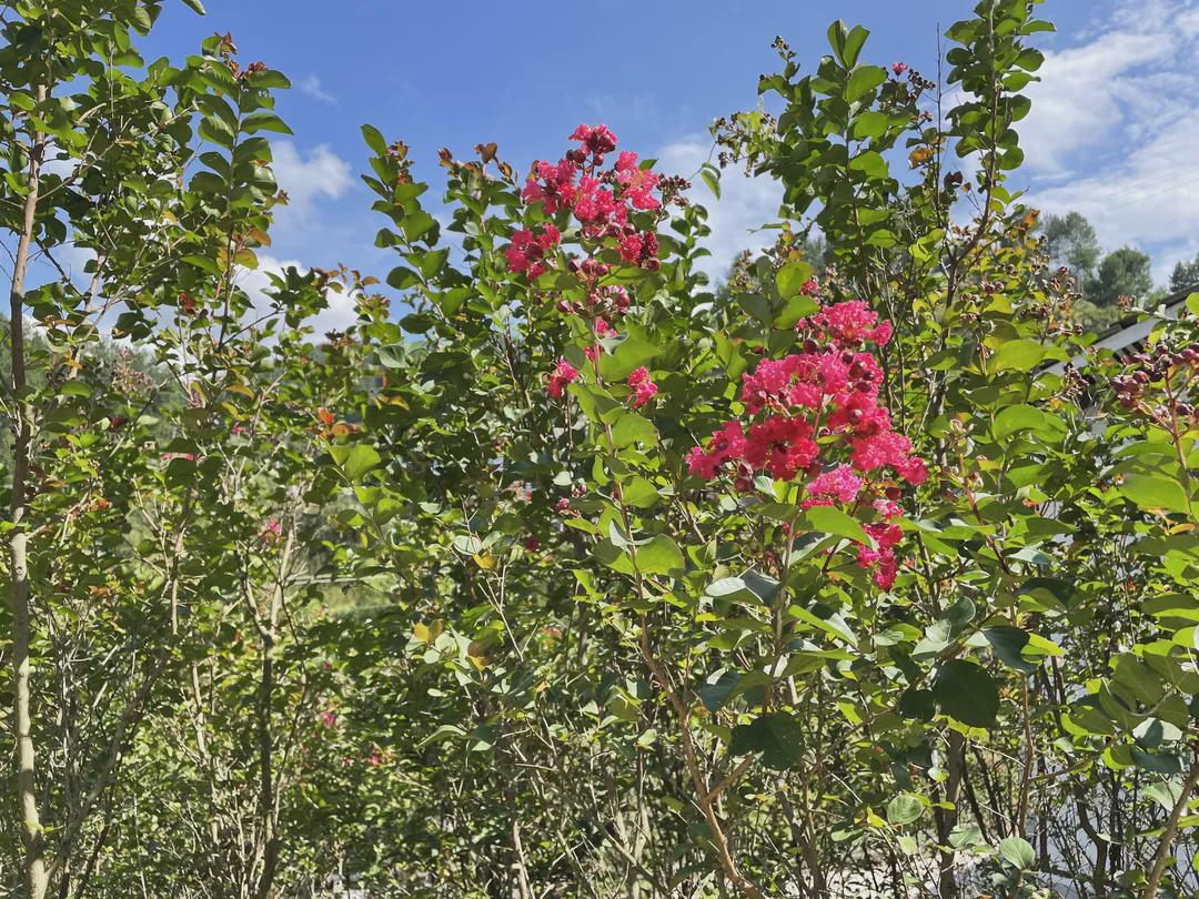 贵州遵义一个小山村,贵州遵义的一座小山村