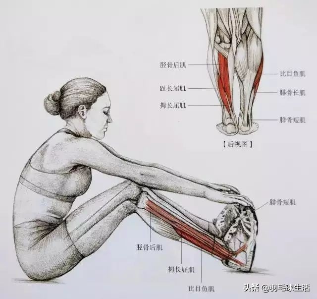 打羽毛球防止腿变粗,打羽毛球前后拉伸动作防止腿变粗