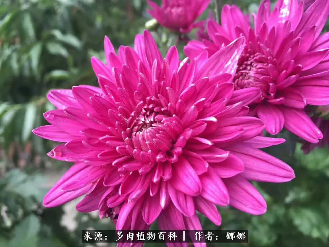 篱笆花开情常在，守你一生不变！