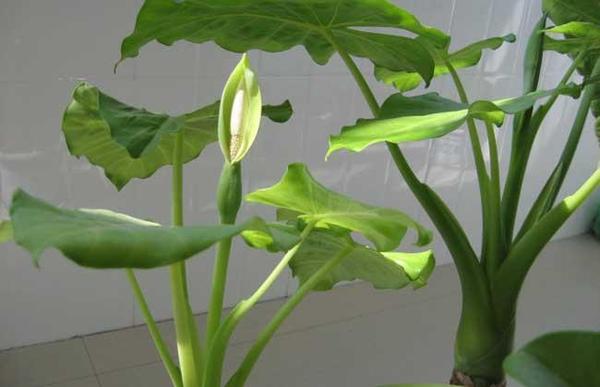 滴水莲开叉怎么培育,滴水观音的正确摆放