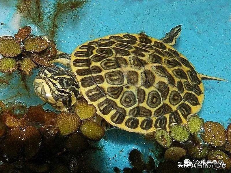 关于养龟的问题和解析,对于龟的灵性这个问题你怎么看呢