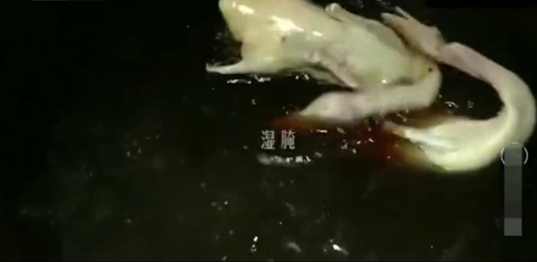 寻味鸭子,为食返寻味盐水鸭