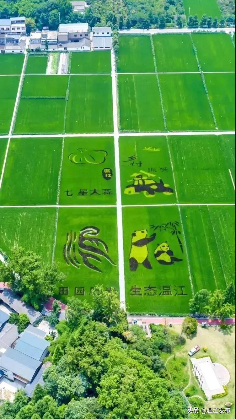 金温江国际水球赛开赛在即，点击领取门票！