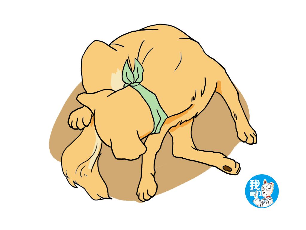 狗狗肛门腺发炎怎么治疗,狗狗肛门腺发炎烂洞该用什么药