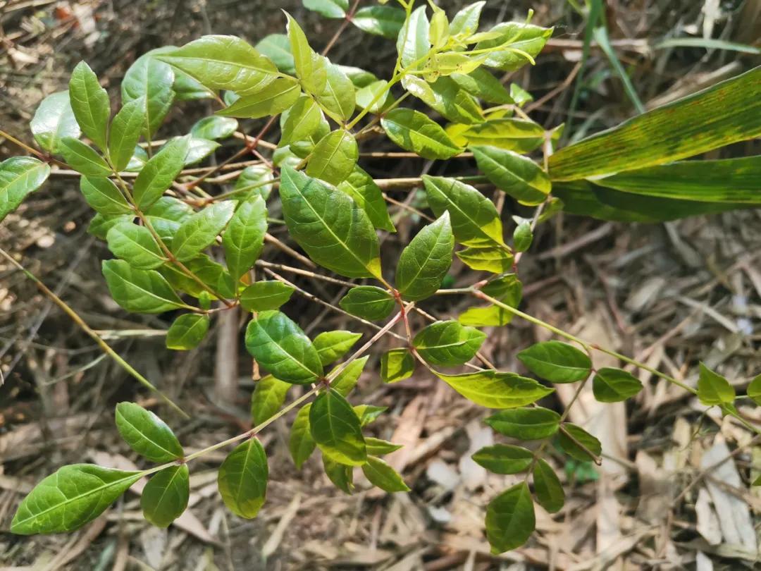 脱贫攻坚美丽的庭院行动,脱贫攻坚最美的风景