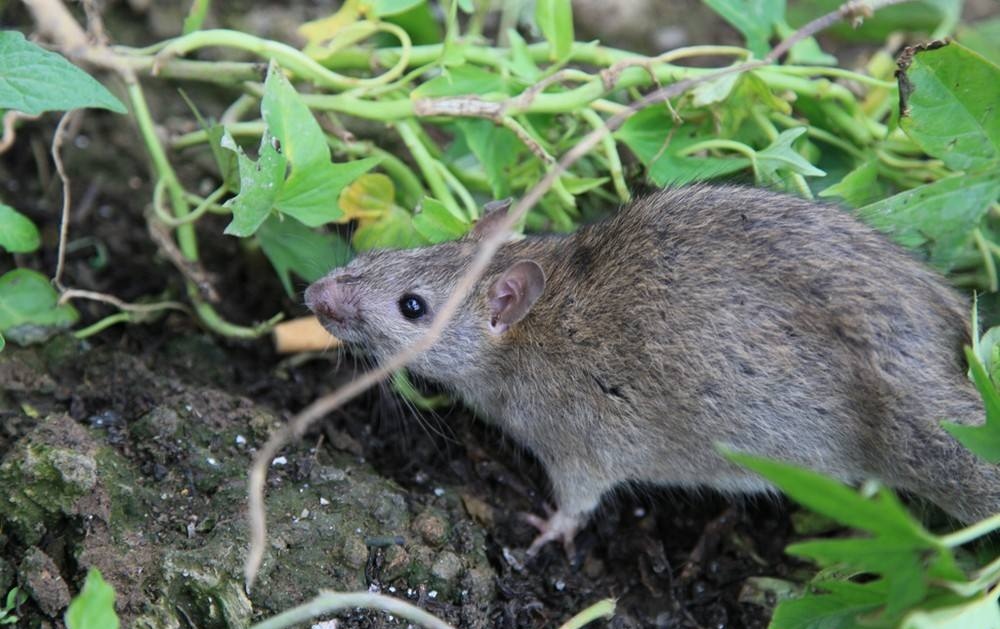 井下的饭被老鼠吃,煤矿里为什么饭菜被老鼠咬过