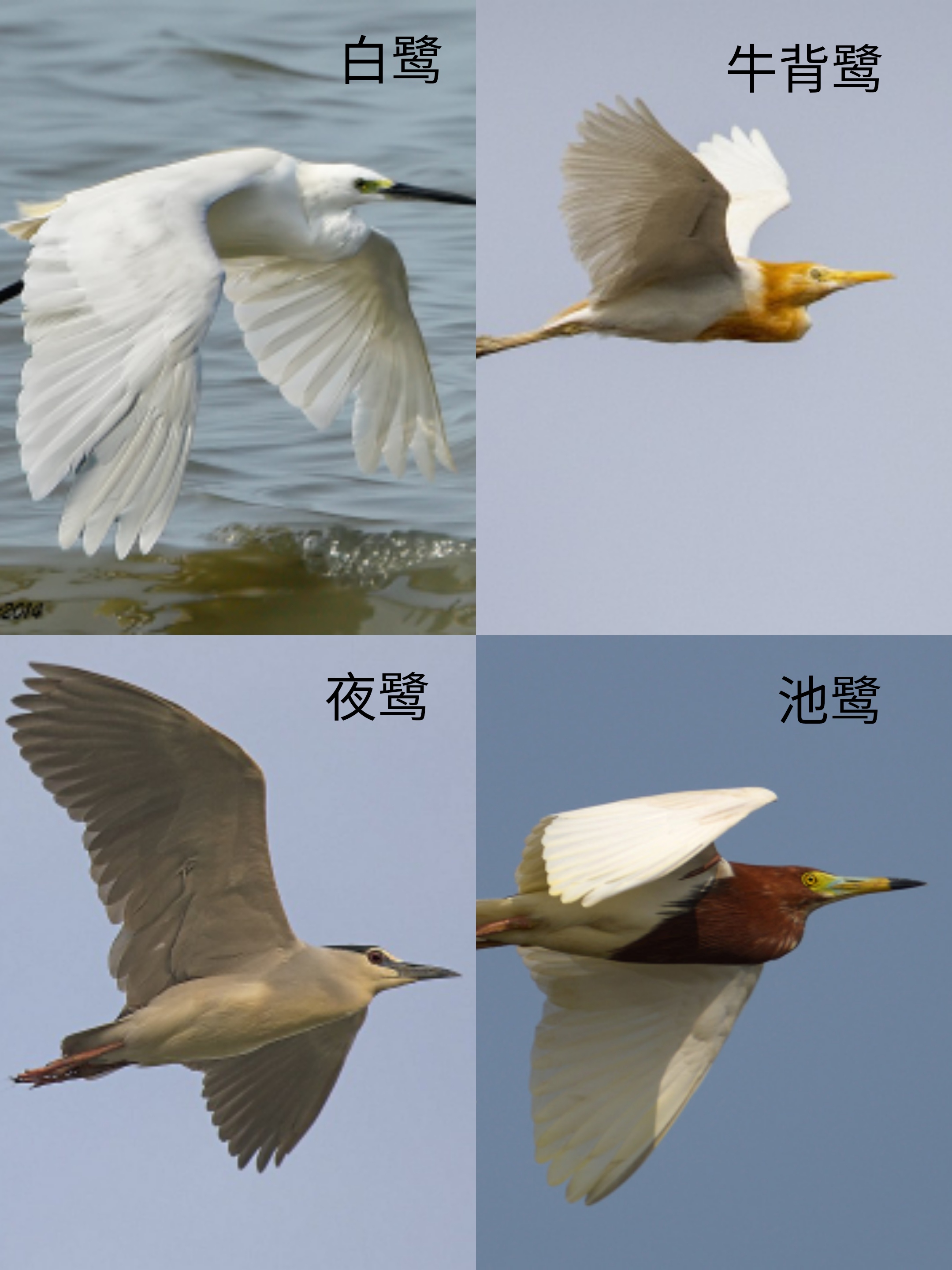 浣犵湡鐨勮璇嗘捣楦ュ悧,浣犵湡鐨勮璇嗚崰鑿滃悧