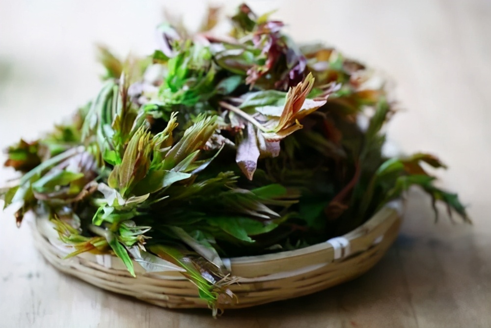 秋季适合吃香椿吗,春天吃香椿要注意哪些禁忌