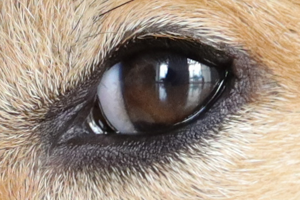 腾龙35mmf2.8手动镜头,旅拍佳能镜头推荐