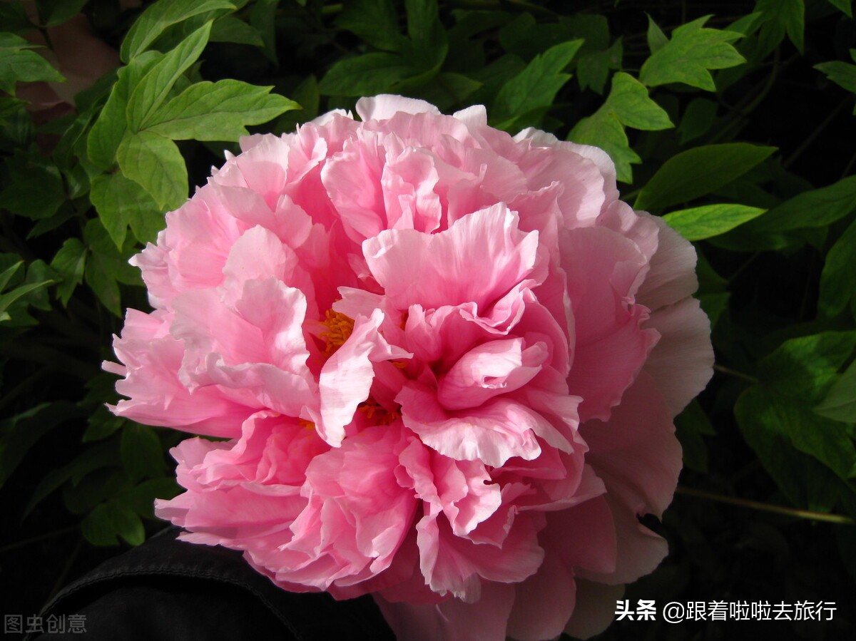 国色天香洛阳牡丹基地,牡丹国色天香品种介绍