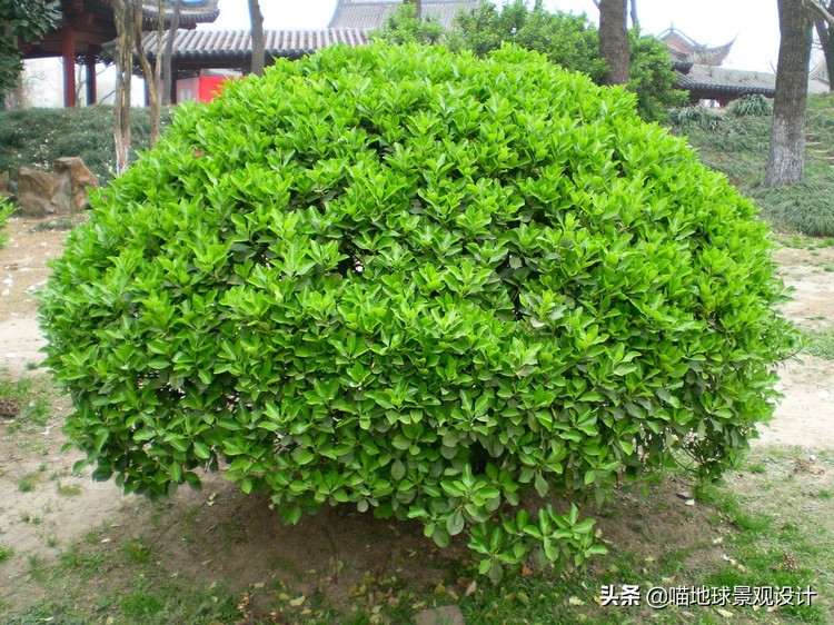 灌木球类植物,灌木植物种类及图片