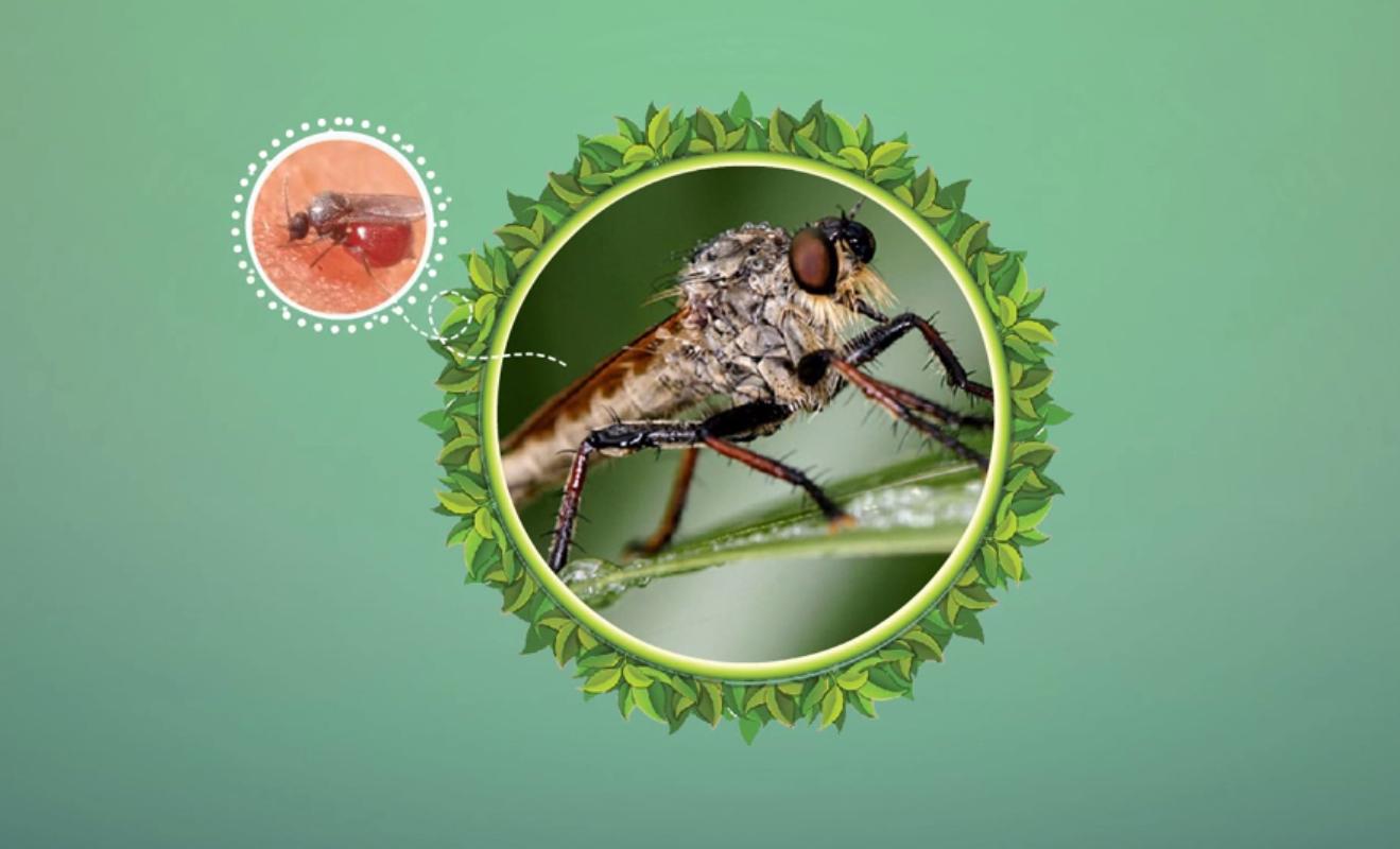 热带小黑虫怎么预防叮咬,弥勒小黑虫叮了起水泡