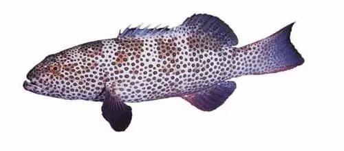 十种受欢迎的海鲜鱼类,最名贵的海鲜鱼类