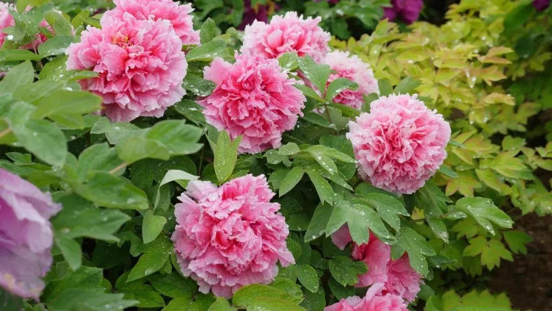 4月牡丹美景,十堰看牡丹花的地方