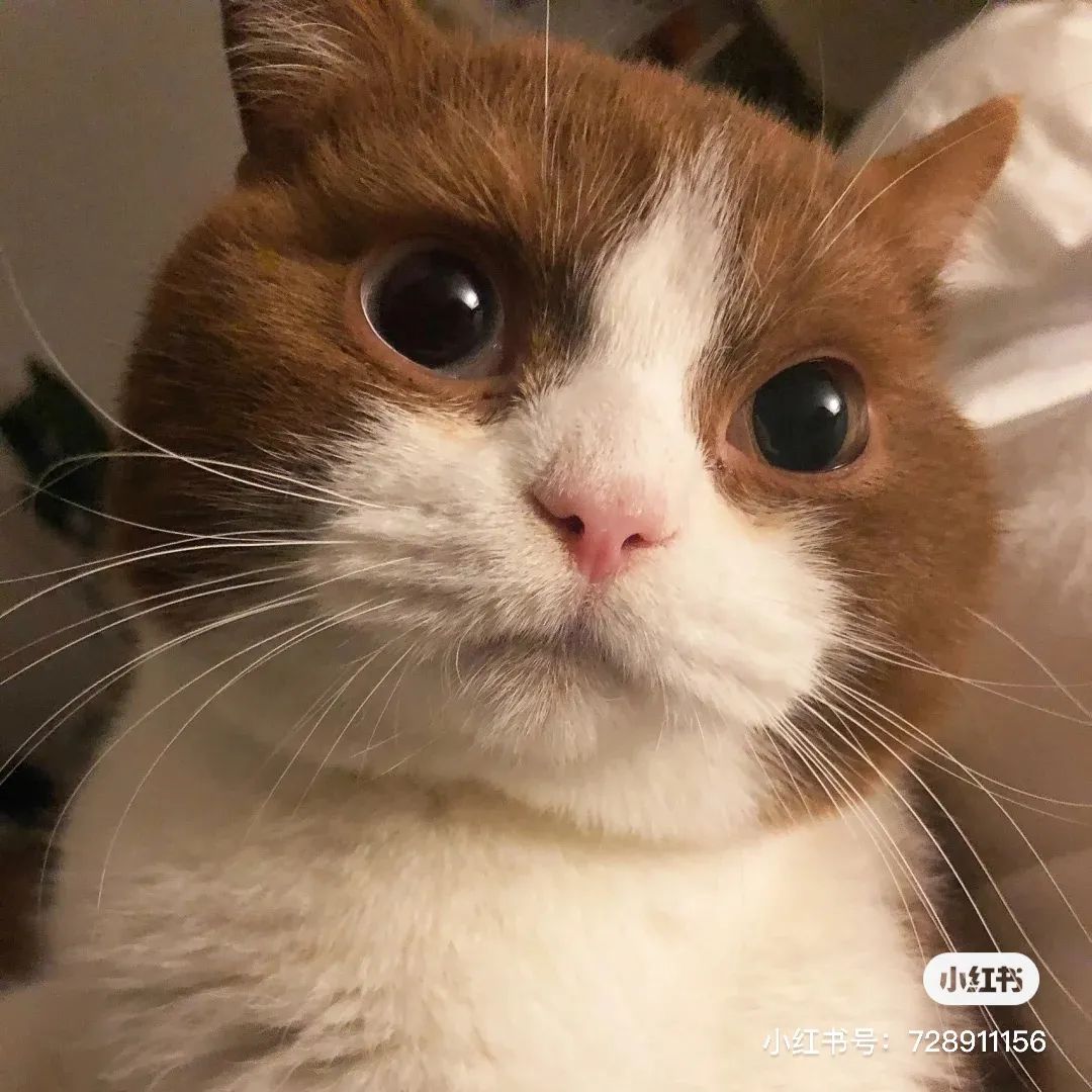 金发碧眼双眼皮!这猫我说一句“橘中最美”不过份吧?